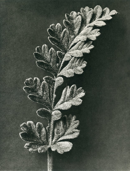 Karl-Blossfeldt-Erodium-chrysanthum-(Stork-bill).jpg