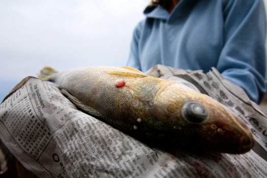 WWF UK staff member Alexandra Hartridge displays a Whitefish with cancerous tumours at Fort Chipewyan, originating from Lake Athabasca, 2007. Lake Athabasca is downstream from pulp mills and tar sands production facilities.