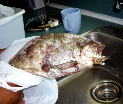 A two-mouthed fish caught in Lake Athabasca, downstream from the tar sands mines of northern Alberta, 2008