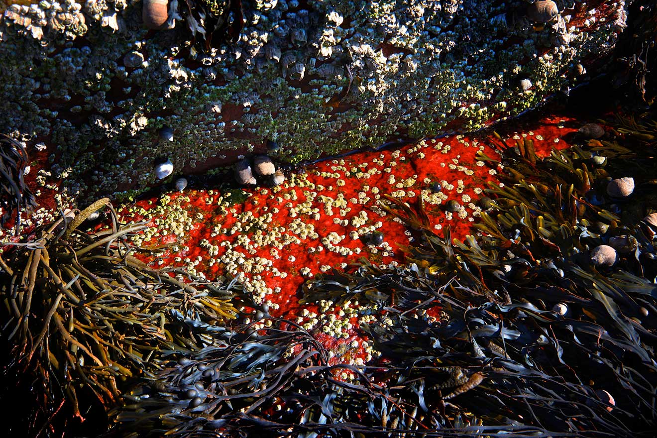 From the series: Ted Morrison: Acadia Tide Pools