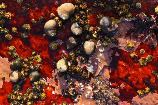 From the series: Ted Morrison: Acadia Tide Pools