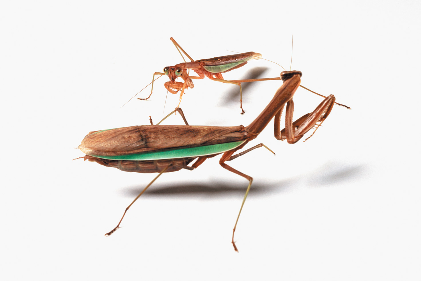 No such thing as a quickie for mantises. Catherine had been studying this pair; he cautiously approached her before they proceeded to mate for hours.