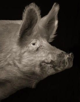 Kevin Horan takes another view of his four legged neighbors. His last Chattel series concentrated on the ovine and caprine; now he brings us porcine. "Through portraiture, I can regard them as non-human persons. I can attempt to bridge the species divide. I can try to see what’s going on inside the pig mind."

Ginger #1
