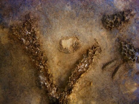 From the series: Art Murphy: Devonian Fossils