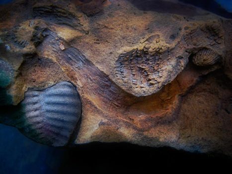 From the series: Art Murphy: Devonian Fossils