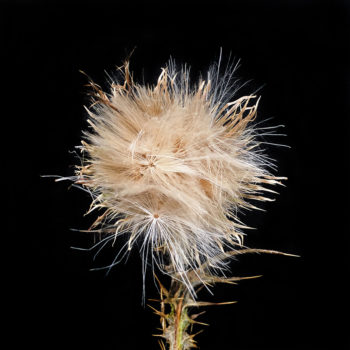 Spear Thistle (in seed)