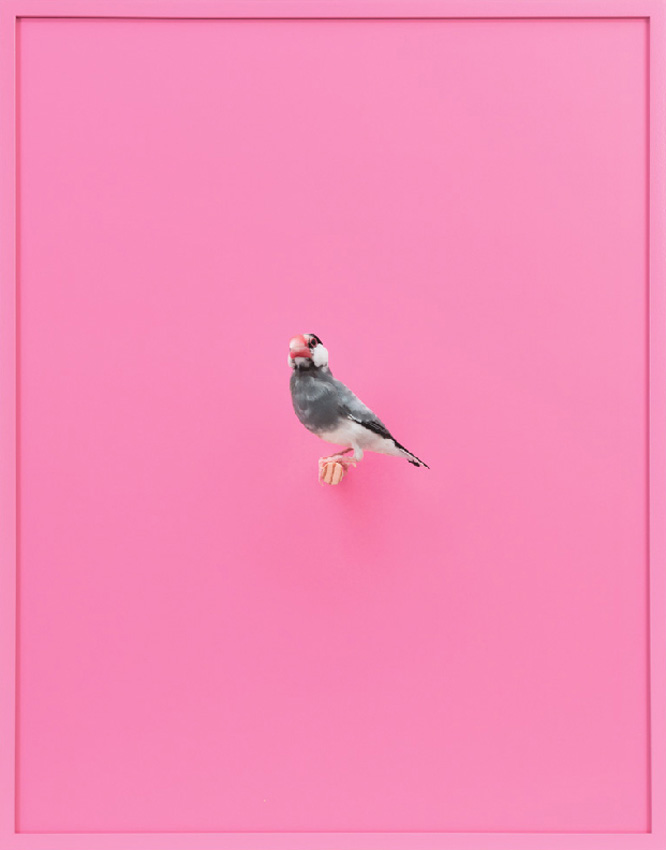 The frames are painted to match the predominant background color in each image, and the bird is represented life-size to scale.

Java Rice Finch (BubbleGum)