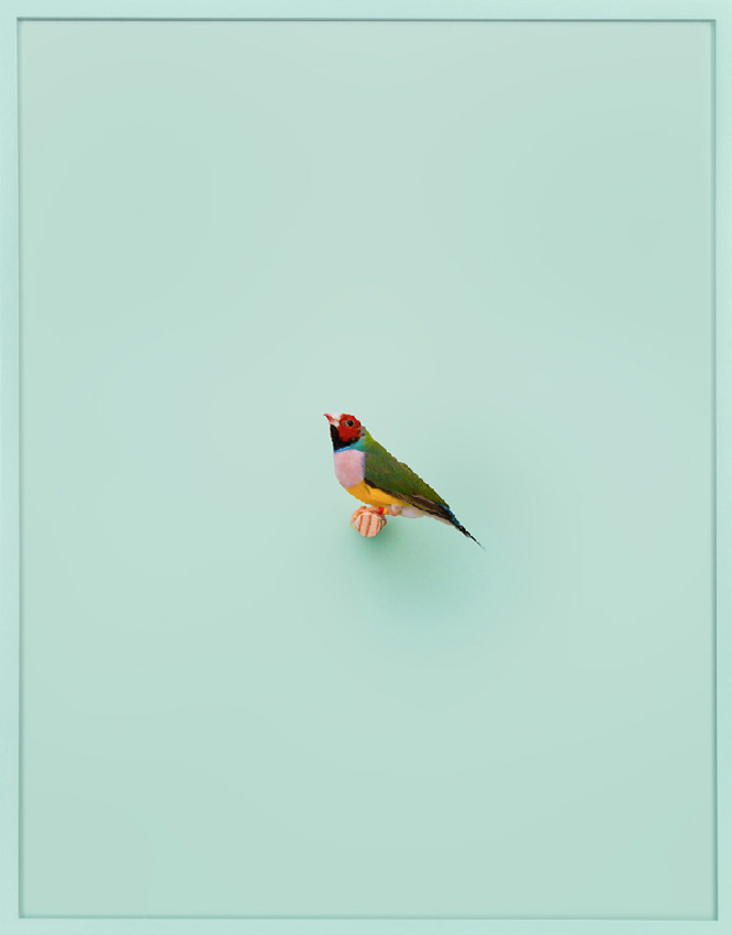 Birds are on view now through July 7, 2018 at ClampArt, NYC.

Lady Gouldian Finch (Mint)