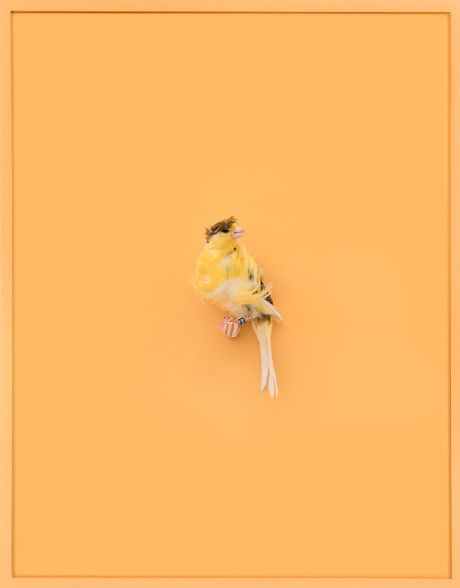 Exotic bird portraits made in their homes in New York. 
All Images: © Daniel Handal, 2016 & 2017. Archival pigment print, painted frame; Courtesy of ClampArt, New York City

Yellow Parisian Frilled Canary (Acqua Santa)