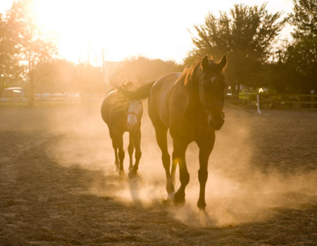 From the series: Dennis Kleiman: Federation of Black Cowboys