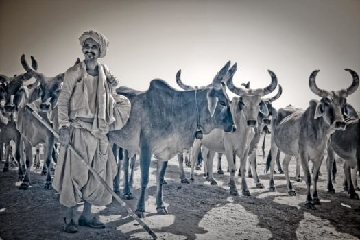 Gujarati Shepherd
Gujarat, India