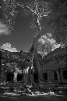 Ta Prohm