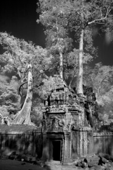 Angkor Thom. Giant, white silk trees grow on the ancient temples of this walled and moated royal city, the last capital of the Angkorian empire.