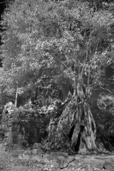 A huge tree grows from the top of the East Gopuras of Ta Som, Bayon. It is destroying the gate, but it is "a photo classic."