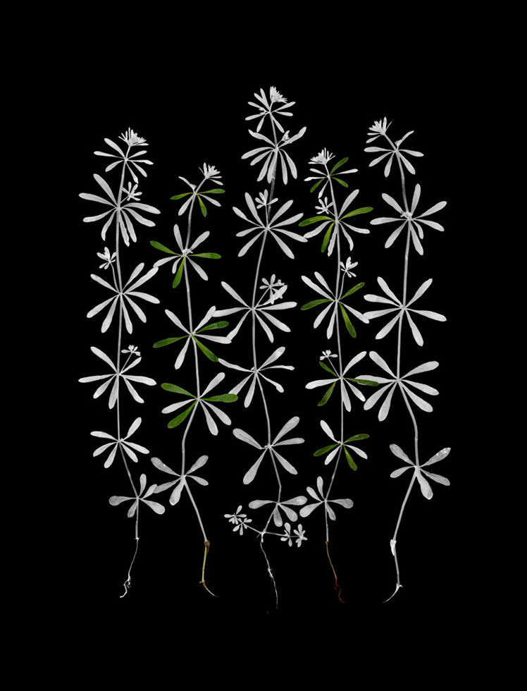 Artist J. W. Fike has been traveling across the United States for over seven years, selecting edible plants to photograph in the studio then highlighting the edible parts. He hopes his collection of over 85 specimens will ultimately grow to include hundreds.

This is Bedstraw.