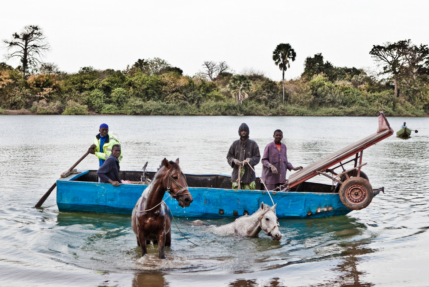 Men from the Fula tribe swim their horses across River Gambia next to a local ferry at the village of Karantaba where the famous Scottish explorer, Mungo Park, set off for two of his journeys in search of the Niger river 200 years ago.
