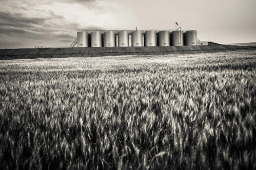 These tanks rising from the North Dakota wheat field hold water and oil drawn from the pump jacks located out of view. Tanks in the Bakken will always come in sets of three: two for water and one for oil. The tanks must be emptied regularly which is a task handled by an endless stream of 18-wheeled trucks. Without question, the biggest local impact from drilling in the Bakken is all the trucks on the road.
