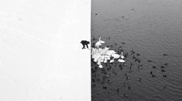 A Man Feeding Swans in the Snow, Marcin Ryczek (Poland)

1st place winner in the Landscape/Seascape/Nature category