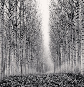 Corridor of Leaves
Guastalla, Emilia Romagna, Italy, 2006