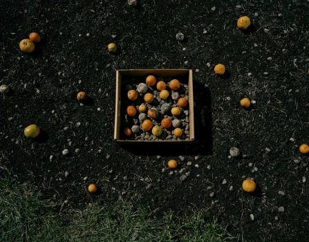 Oranges and Stones, 2010