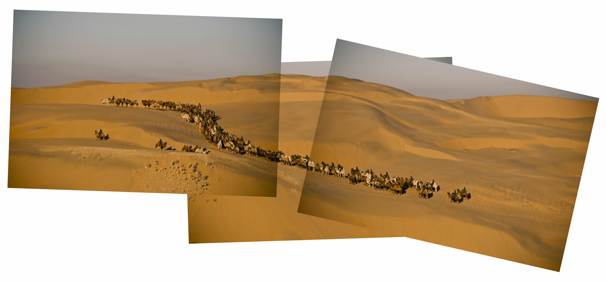 Twenty-five camel herders move a herd of about 200 camels through the sands of the Gobi Desert