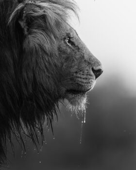 Andrew Liu
Maasai Mara National Reserve, Kenya
African lion
Follow Prints for Wildlife on Instagram