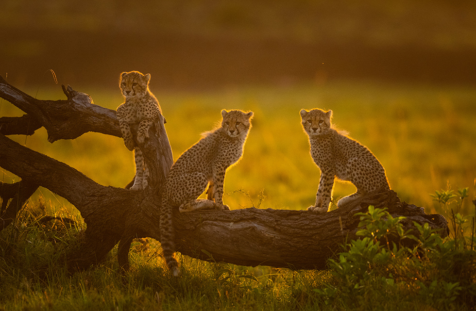 Andrew Parkinson
Mara North Conservancy, Kenya
Cheetah