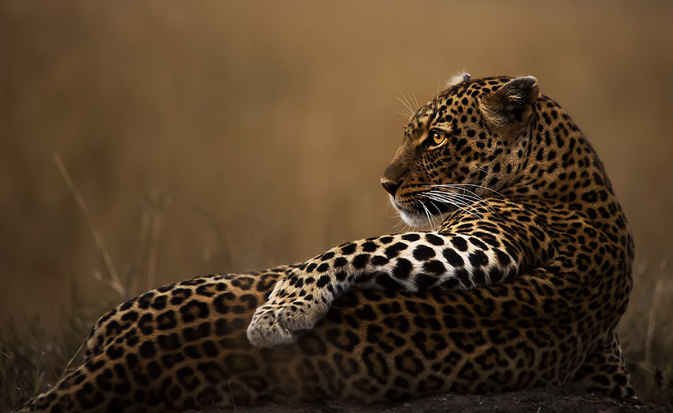 Clement Kiragu
Maasai Mara National Reserve, Kenya
Leopard