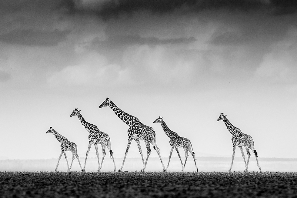James Lewin
Amboseli National Park, Kenya
Masai giraffe