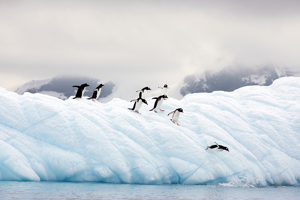 Lucia Griggi
Antarctic peninsular, Antarctica
Gentoo penguin