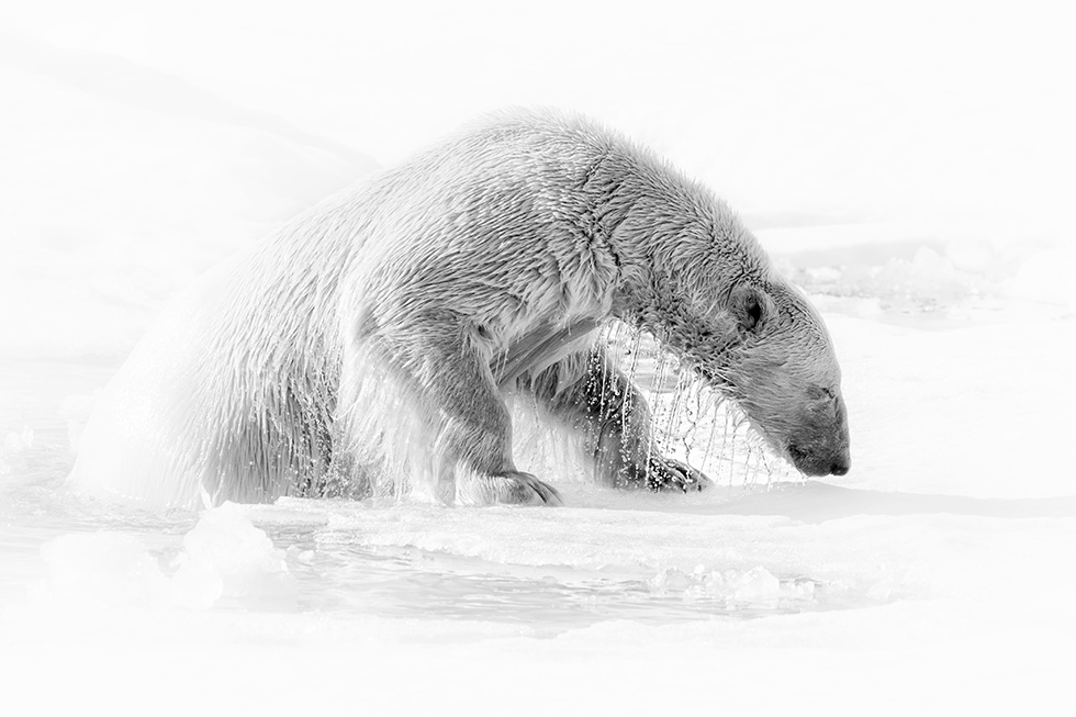 Marco Gaiotti
Spitsbergen, Norway
Polar bear