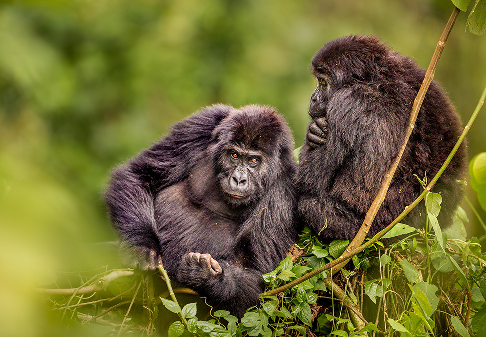 Marcus Westberg
Kahuzi-Biega National Park, DRC
Grauer’s gorilla