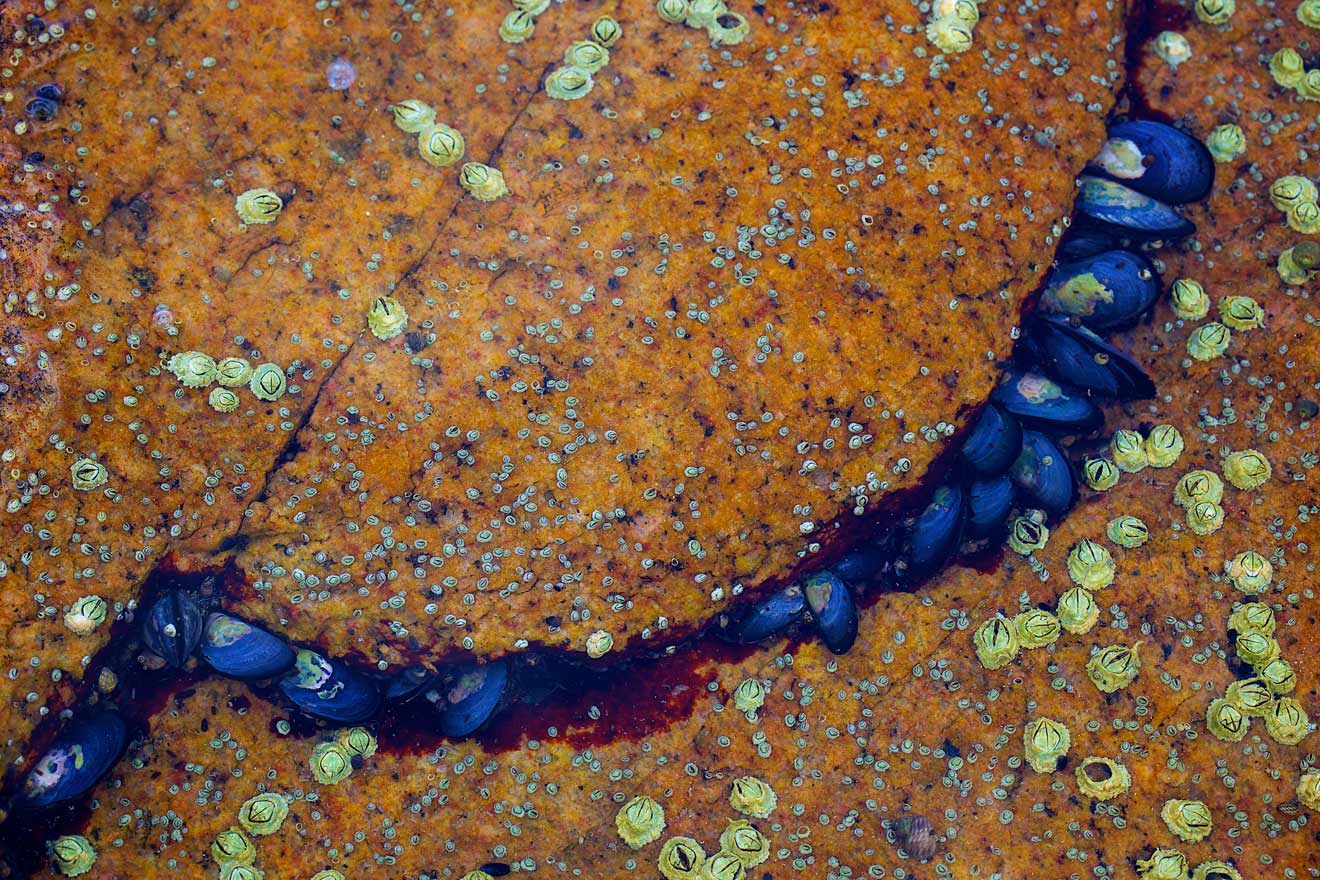 From the series: Ted Morrison: Acadia Tide Pools