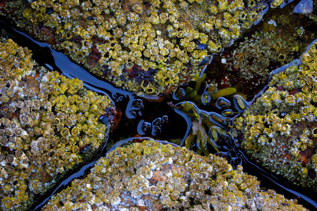 From the series: Ted Morrison: Acadia Tide Pools