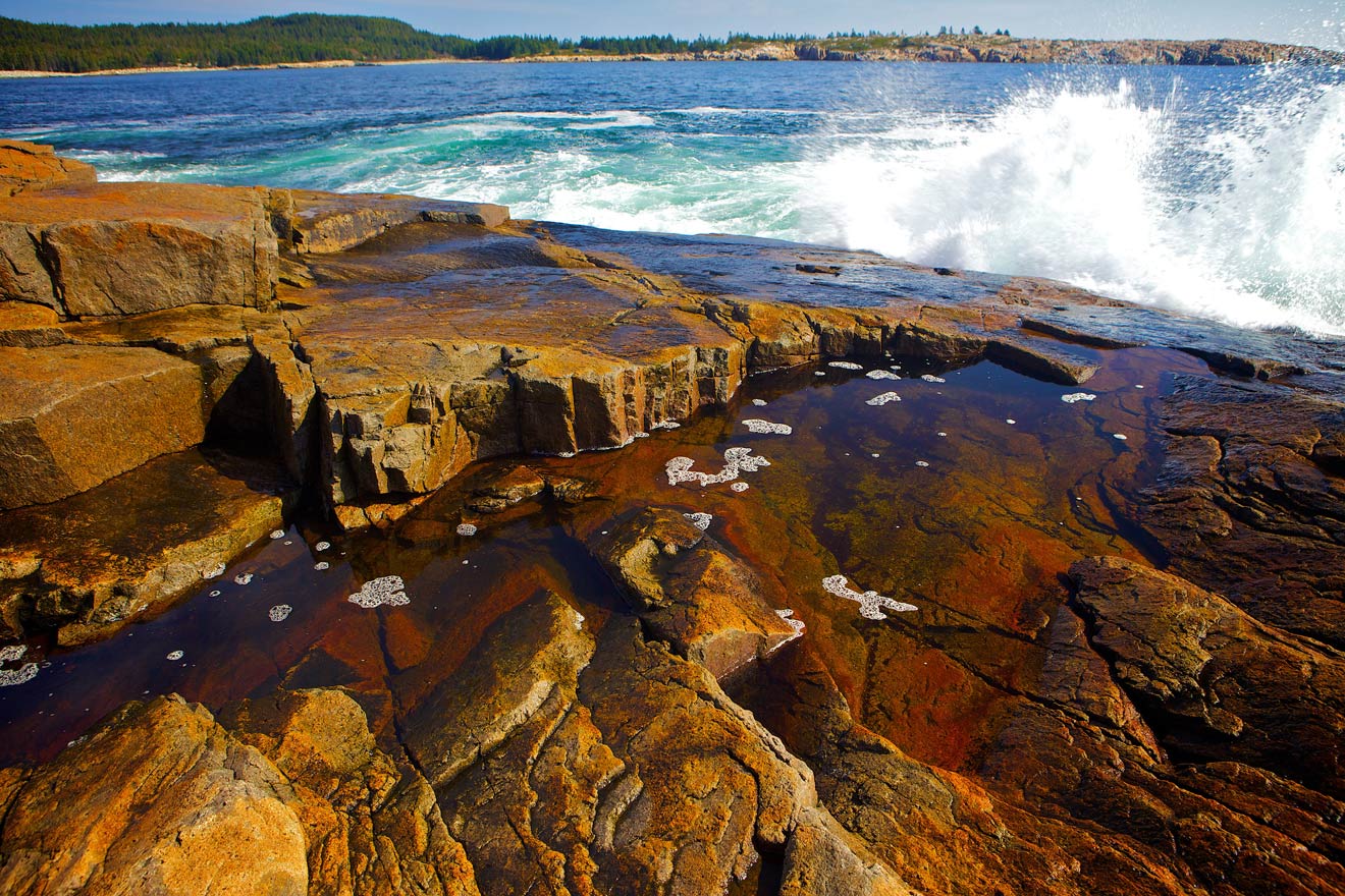 Presenting intertidal flora and fauna in all its natural glory.