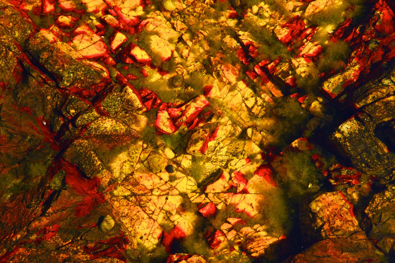 From the series: Ted Morrison: Acadia Tide Pools