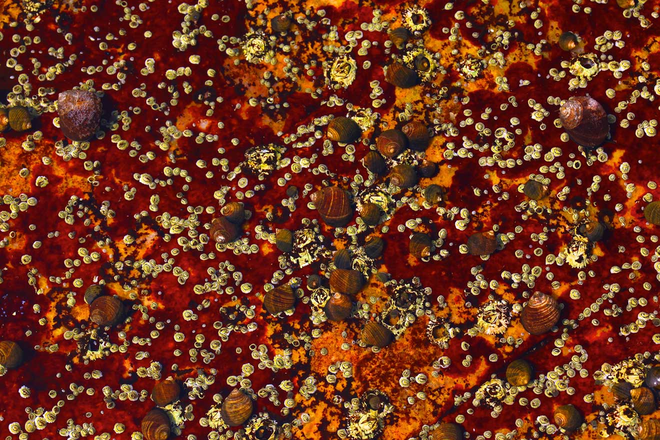 Ted is talented at teasing out the beauty in all he photographs be it beans or barnacles.
