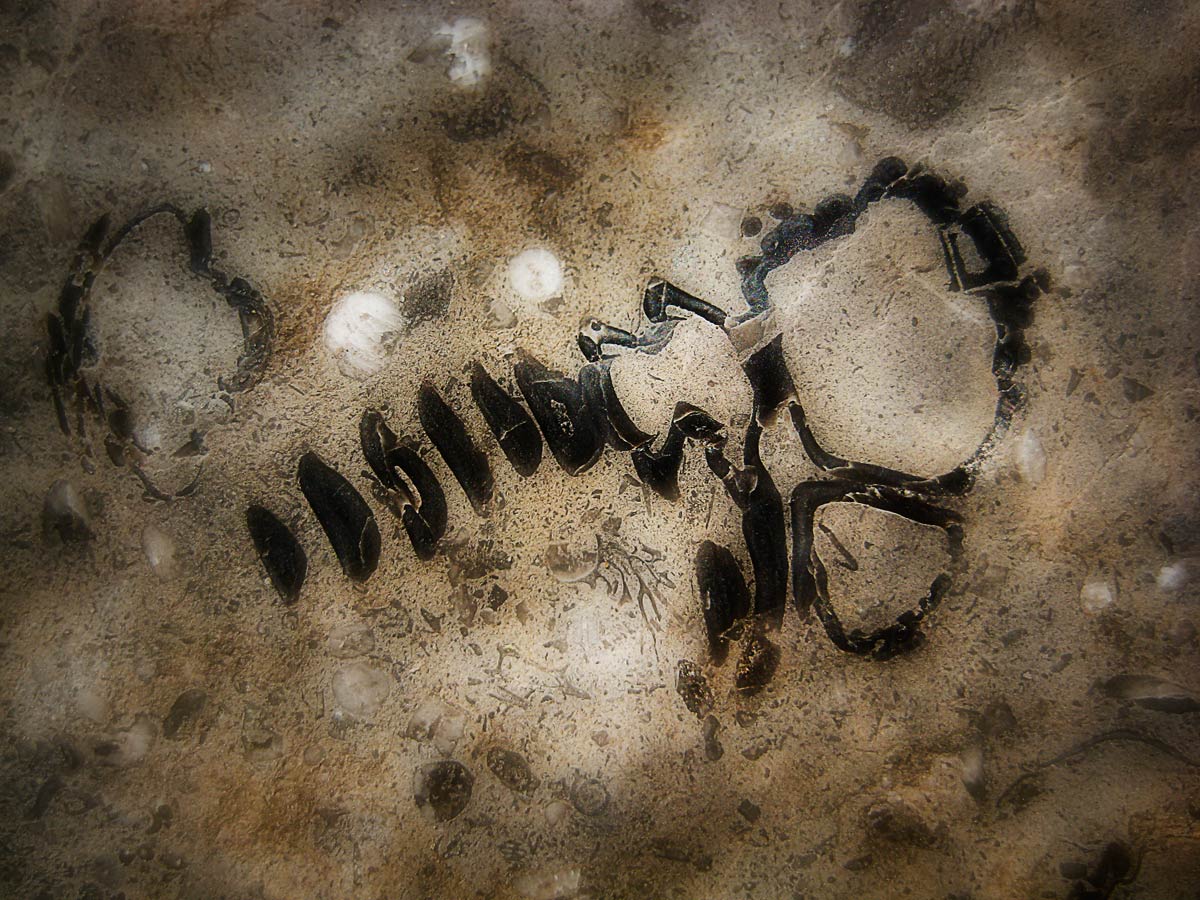 From the series: Art Murphy: Devonian Fossils