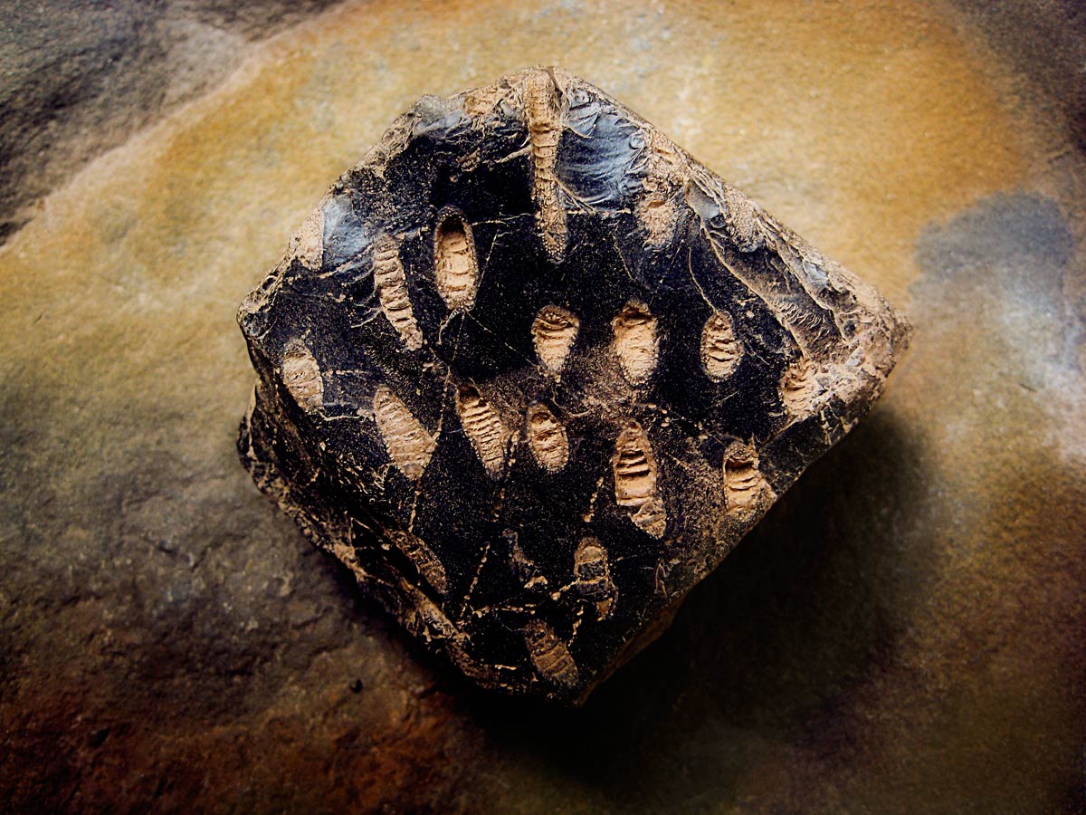 From the series: Art Murphy: Devonian Fossils