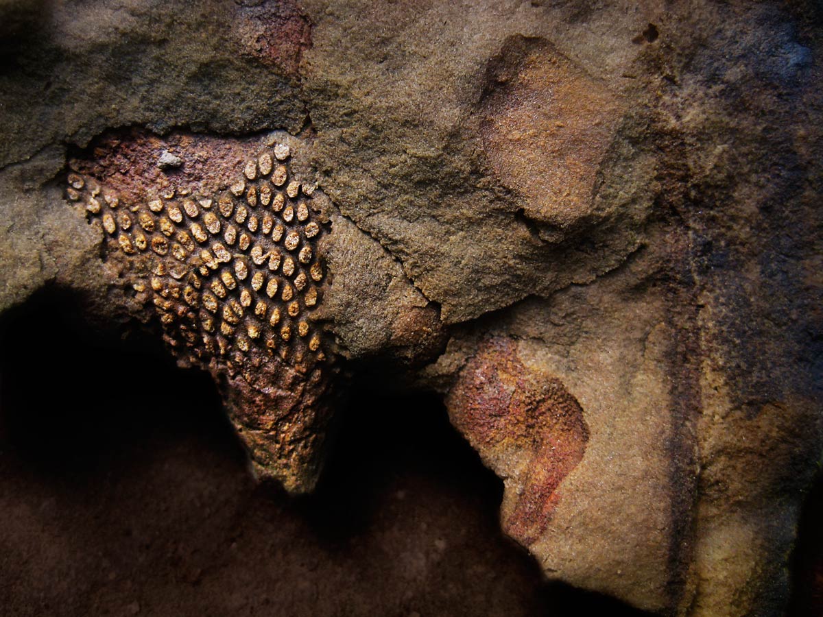 From the series: Art Murphy: Devonian Fossils