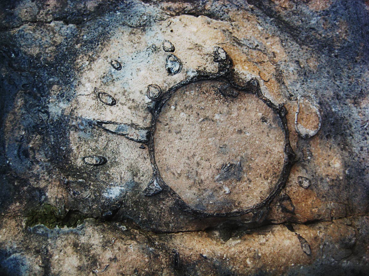 From the series: Art Murphy: Devonian Fossils