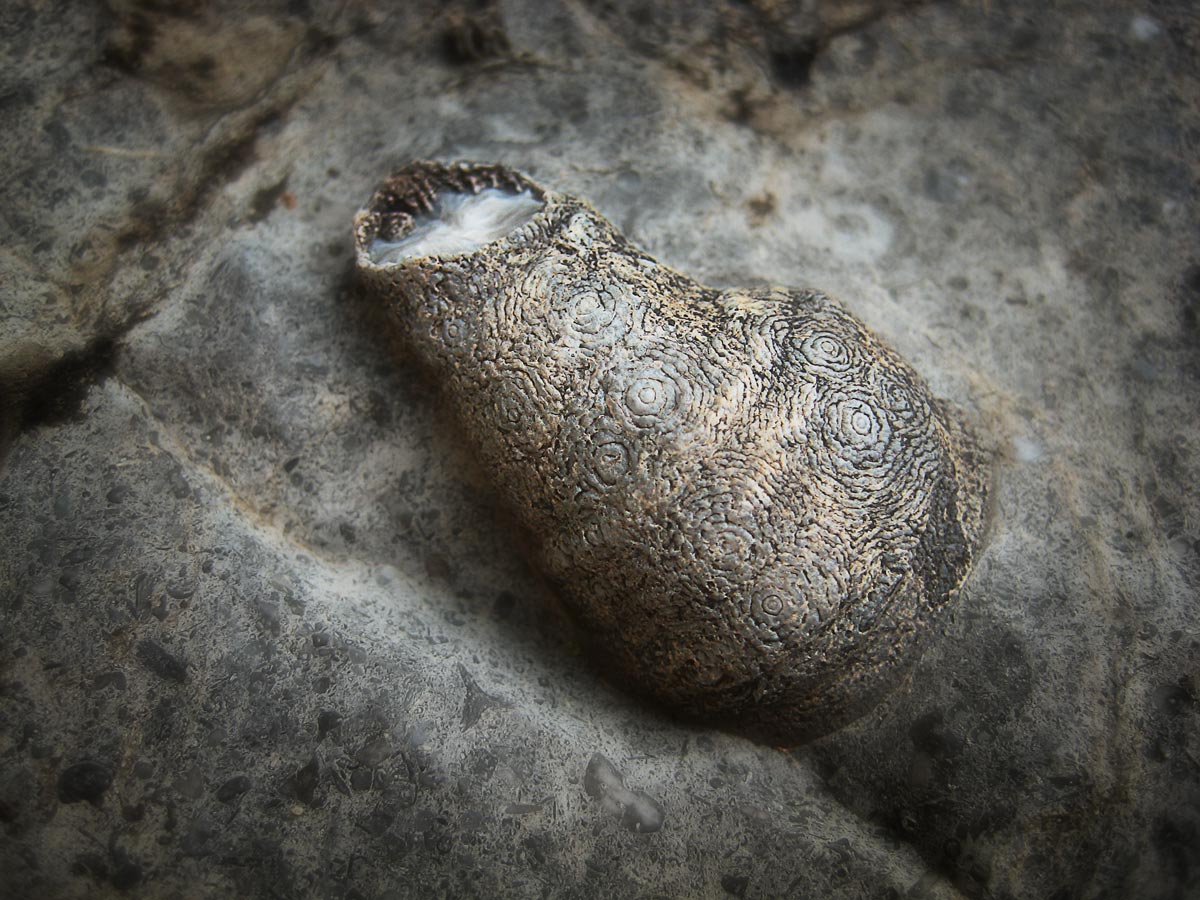 From the series: Art Murphy: Devonian Fossils