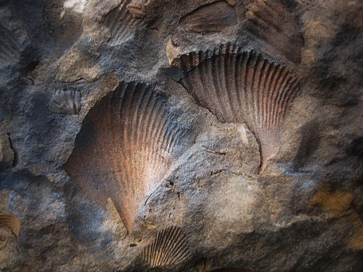 From the series: Art Murphy: Devonian Fossils