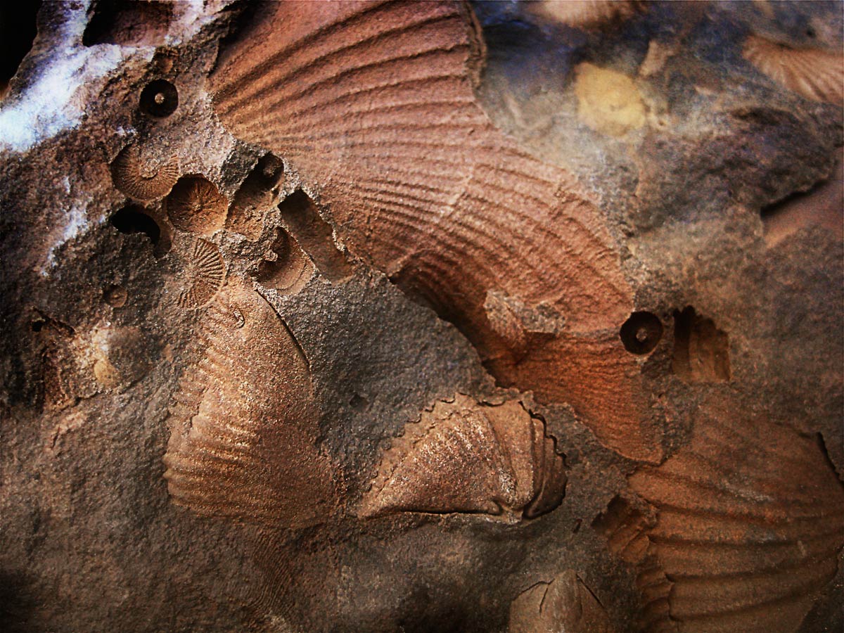 From the series: Art Murphy: Devonian Fossils