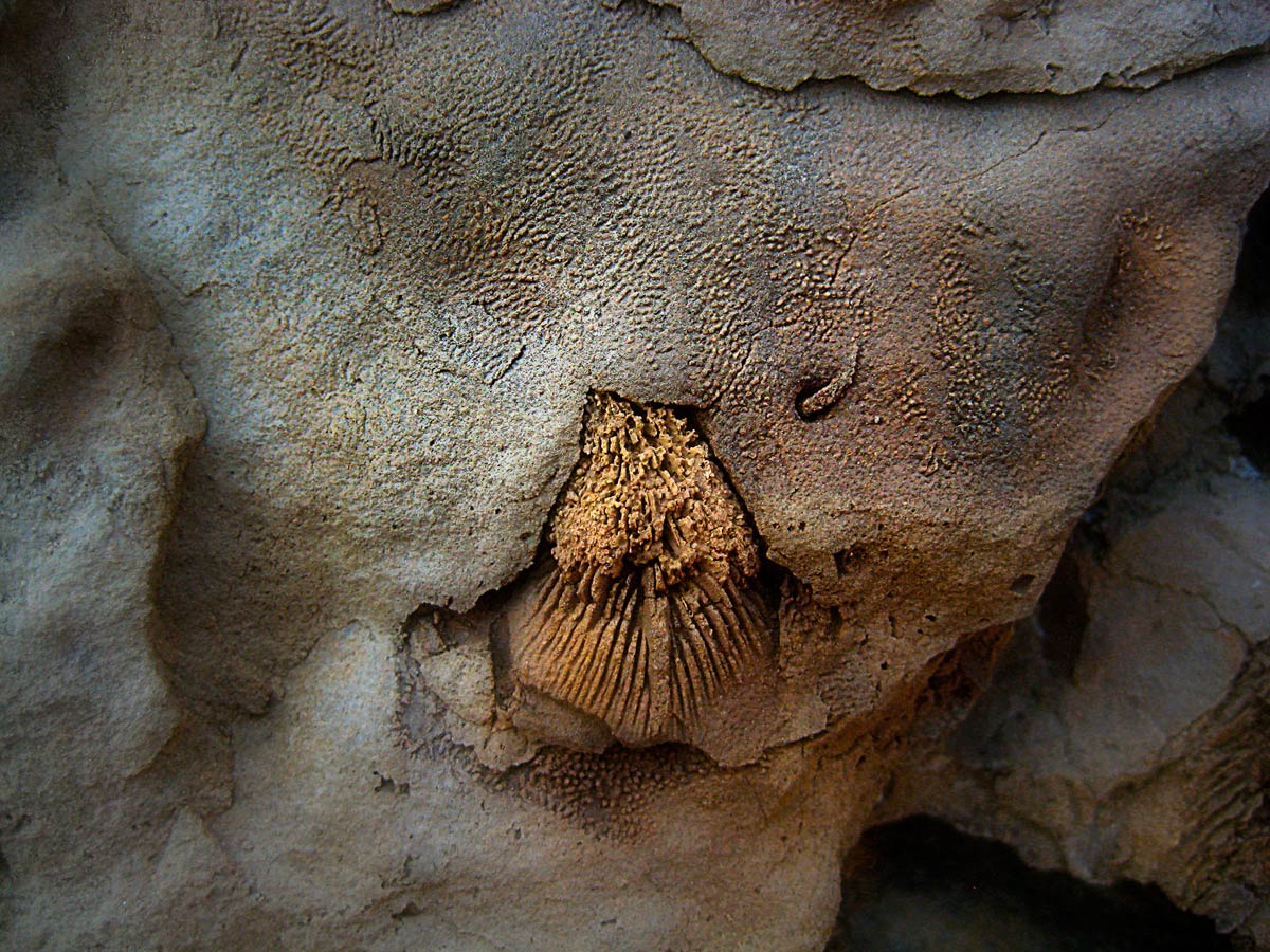 From the series: Art Murphy: Devonian Fossils