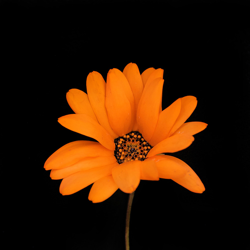 Cape Daisy