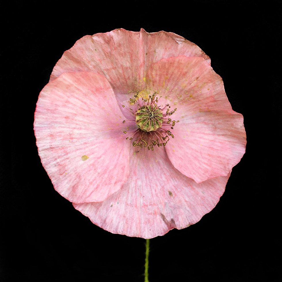Common Poppy