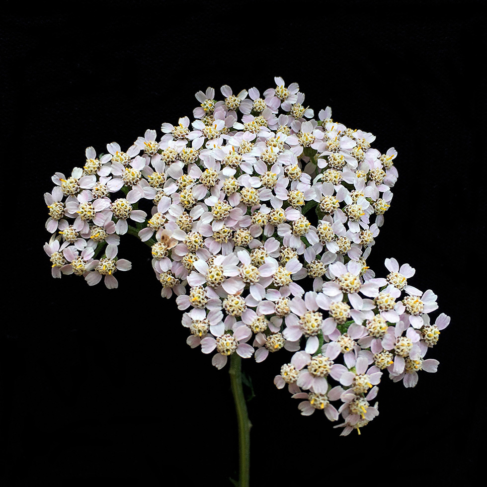 Chloe Juno is curator for, and member of, the British documentary photography collective "Documenting Britain." Chloe found respite this summer from her usual diet of documentary images by photographing flowers on her daily walks, toting a black scarf for a backdrop.

Yarrow