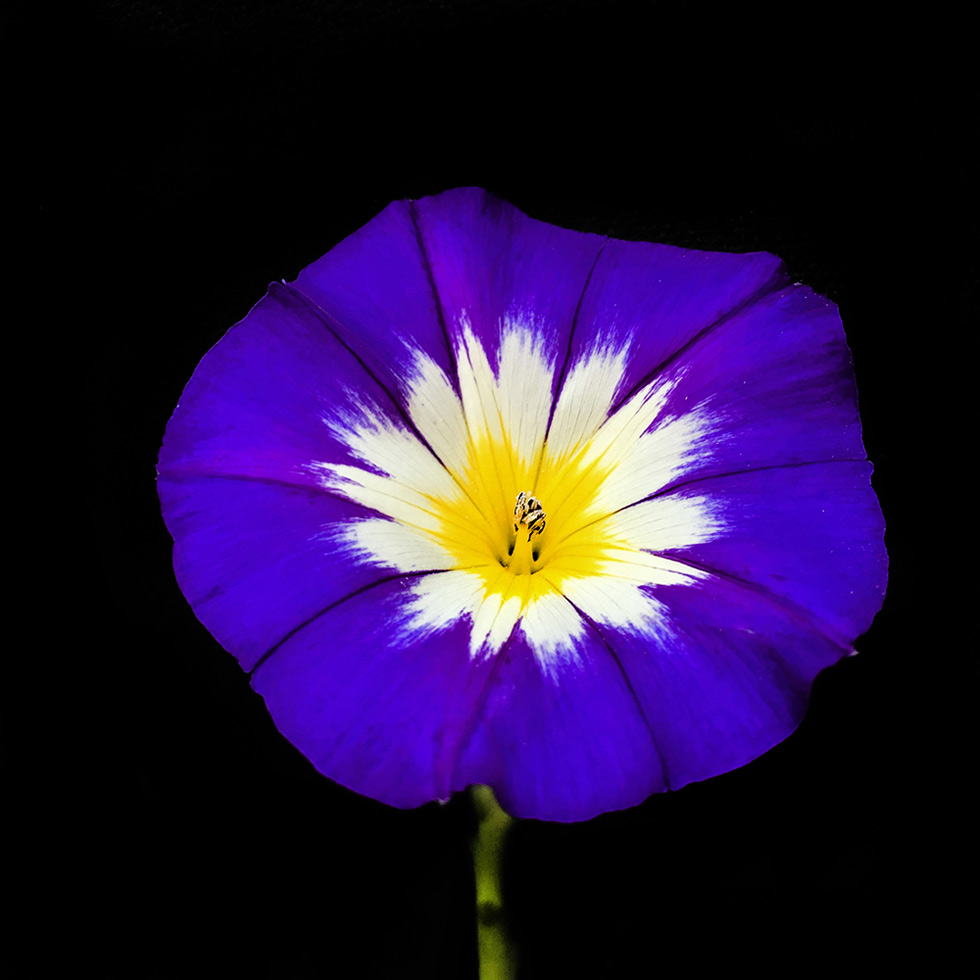 Dwarf Morning Glory