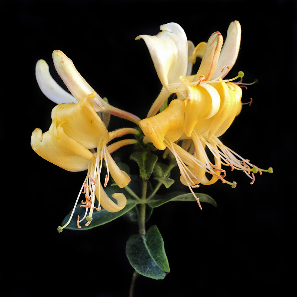 Honeysuckle